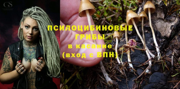 прущие грибы Наволоки