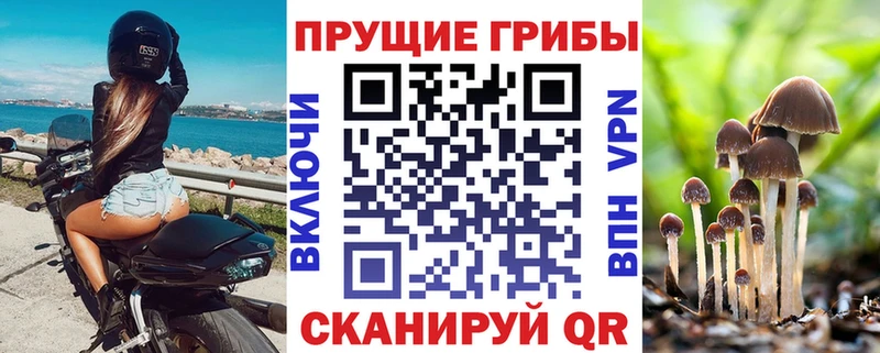 Псилоцибиновые грибы Cubensis  Холм 